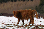 nutztierfotos rind_-_schottisches_hochlandrind