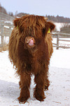 nutztierfotos rind_-_schottisches_hochlandrind