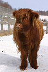 nutztierfotos rind_-_schottisches_hochlandrind