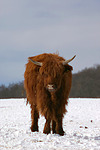 nutztierfotos rind_-_schottisches_hochlandrind