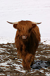 nutztierfotos rind_-_schottisches_hochlandrind