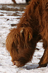 nutztierfotos rind_-_schottisches_hochlandrind