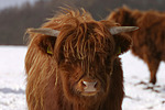 nutztierfotos rind_-_schottisches_hochlandrind