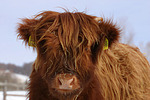nutztierfotos rind_-_schottisches_hochlandrind