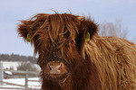 nutztierfotos rind_-_schottisches_hochlandrind