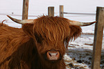 nutztierfotos rind_-_schottisches_hochlandrind