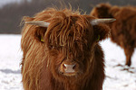 nutztierfotos rind_-_schottisches_hochlandrind