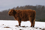 nutztierfotos rind_-_schottisches_hochlandrind