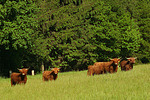 nutztierfotos rind_-_schottisches_hochlandrind
