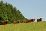 nutztierfotos rind_-_schottisches_hochlandrind