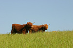 nutztierfotos rind_-_schottisches_hochlandrind