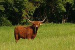nutztierfotos rind_-_schottisches_hochlandrind