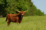 nutztierfotos rind_-_schottisches_hochlandrind