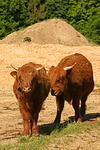 nutztierfotos rind_-_schottisches_hochlandrind