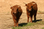 nutztierfotos rind_-_schottisches_hochlandrind
