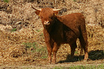 nutztierfotos rind_-_schottisches_hochlandrind