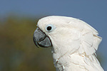 vogelfotos kakadu