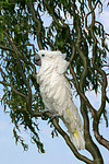 vogelfotos kakadu