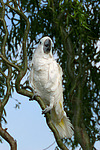 vogelfotos kakadu
