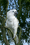 vogelfotos kakadu