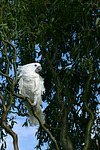 vogelfotos kakadu
