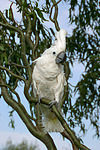vogelfotos kakadu