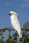 vogelfotos kakadu