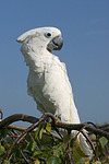vogelfotos kakadu