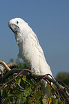 vogelfotos kakadu