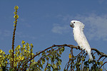 vogelfotos kakadu