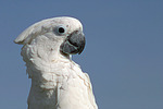 vogelfotos kakadu