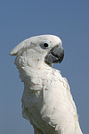 vogelfotos kakadu