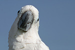 vogelfotos kakadu