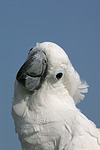 vogelfotos kakadu