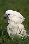 vogelfotos kakadu