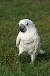 vogelfotos kakadu