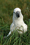vogelfotos kakadu