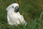 vogelfotos kakadu