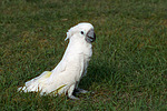 vogelfotos kakadu