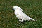 vogelfotos kakadu