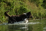 hundefotos collie_-_langhaarcollie