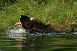hundefotos collie_-_langhaarcollie