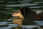 hundefotos collie_-_langhaarcollie