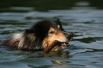hundefotos collie_-_langhaarcollie