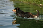 hundefotos collie_-_langhaarcollie