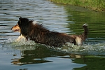 hundefotos collie_-_langhaarcollie