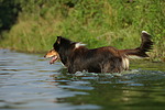 hundefotos collie_-_langhaarcollie