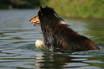 hundefotos collie_-_langhaarcollie