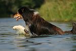 hundefotos collie_-_langhaarcollie