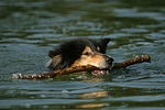 hundefotos collie_-_langhaarcollie